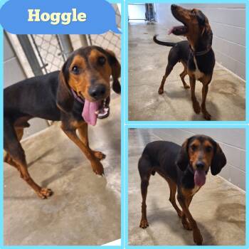 Rescue Hound Dogs for Adoption in Pierceton, Indiana - Hoggle | PetCurious