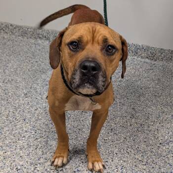 Bongo -  Mixed Breed Dog for Adoption in Greenville, South Carolina - Bongo | PetCurious