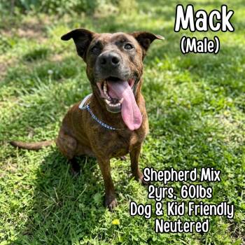 Shepherd Dogs Available for Adoption in Lancaster, Kentucky - Mack | PetCurious
