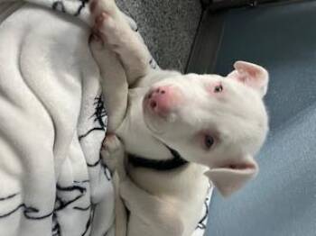 Rescue Australian Shepherd and Labrador Retriever Dogs for Adoption in Scituate, Massachusetts - Cornbread | PetCurious