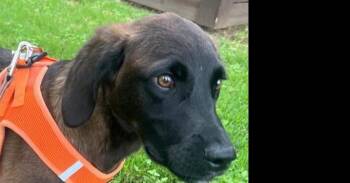 Bane (CP) -  Labrador Retriever and Belgian Shepherd Malinois Dog for Adoption in Dallas, Texas - Bane (CP) | PetCurious
