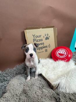 Pit Bull Terrier and American Bulldog Dogs Available for Adoption - Funghi | PetCurious