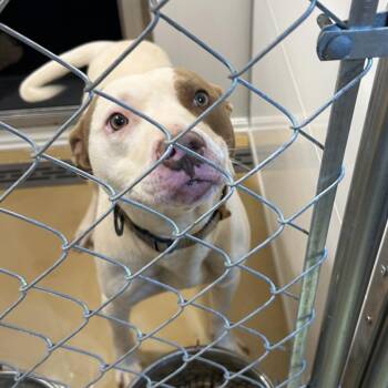 Max -  American Staffordshire Terrier Dog for Adoption in Greenville, South Carolina - Max | PetCurious