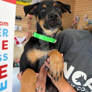 Elmore -  Mixed Breed Dog for Adoption in Morristown, Vermont - Elmore | PetCurious