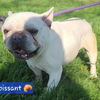 French Bulldog Dogs Available for Adoption in Ashland, Ohio - CROISSANT | PetCurious