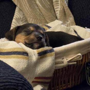 Beagle Dogs Available for Adoption in Hannibal, Missouri - Precious | PetCurious