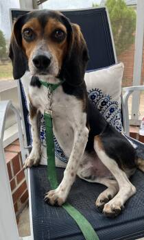 Beagle Dogs Available for Adoption - Milo | PetCurious