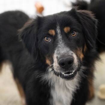 Rescue Australian Shepherd and Mixed Breed Dogs for Adoption in Henderson, Kentucky - Tengo | PetCurious