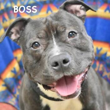Pit Bull Terrier Dogs Available for Adoption in Bowling Green, Ohio - BOSS | PetCurious