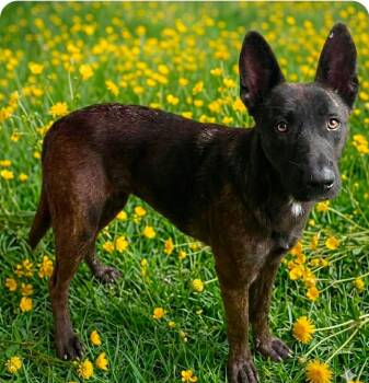 Dutch Shepherd Dogs Available for Adoption in Houston, Texas - Jill  | PetCurious