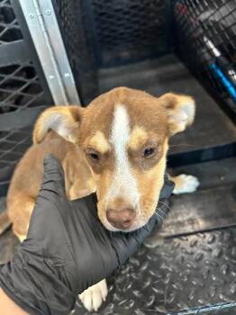 Mesi -  Mixed Breed Dog for Adoption in Hobbs, New Mexico - Mesi | PetCurious