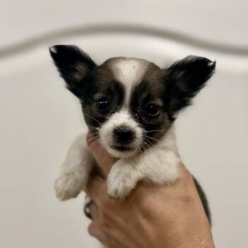 Chihuahua Dogs Available for Adoption in Park Row, Texas - Bourbon | PetCurious