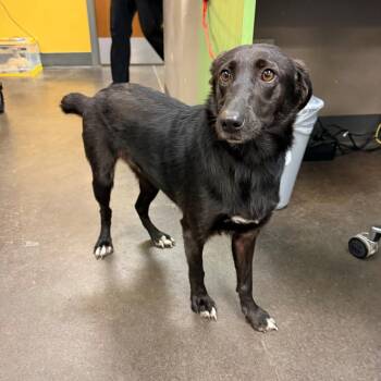 Gertie -  Black Labrador Retriever Dog Available for Adoption in Norman, Oklahoma - Gertie | PetCurious