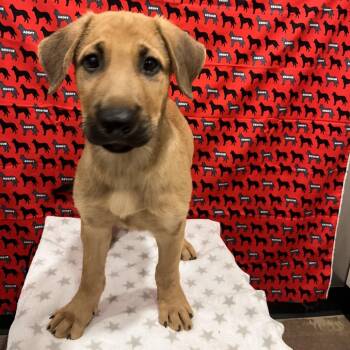 Ted Lasso -  Labrador Retriever and German Shepherd Dog Dog for Adoption in Washburn, Missouri - Ted Lasso | PetCurious