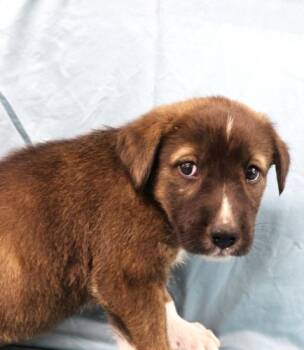 Fizzle -  Shepherd Dog for Adoption in Thief River Falls, Minnesota - Fizzle | PetCurious