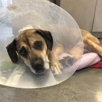Veruca Salt -  Mixed Breed Dog for Adoption in Pittsburgh, Pennsylvania - Veruca Salt | PetCurious