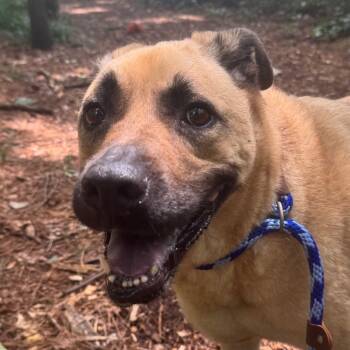 Rescue Shepherd Dogs for Adoption in Decatur, Georgia - Winston | PetCurious