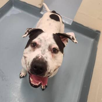 Sargent -  Pit Bull Terrier Dog for Adoption in Brockton, Massachusetts - Sargent | PetCurious