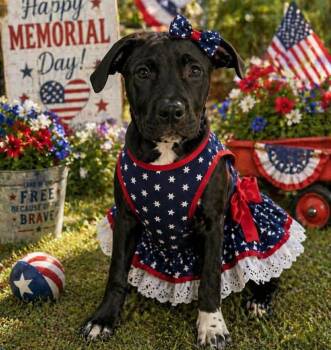 American Bulldog Dogs Available for Adoption in Grand Bay, Alabama - Beatrice | PetCurious