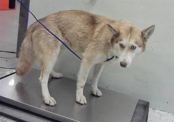 Husky and Mixed Breed Dogs Available for Adoption - A2066598 | PetCurious