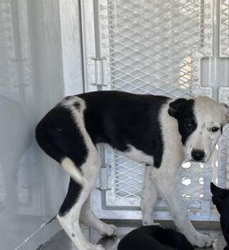Border Collie and Mixed Breed Dogs Available for Adoption in Stockton, California - SOFIA | PetCurious