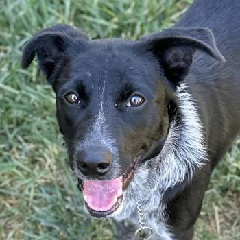 Jackie - ECAS -  Australian Cattle Dog Blue Heeler and Mixed Breed Dog for Adoption in Pleasanton, California - Jackie - ECAS | PetCurious