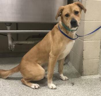 Labrador Retriever and Mixed Breed Dogs Available for Adoption in Conroe, Texas - A426963 | PetCurious