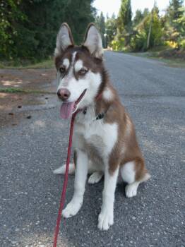 Finnegan -  Siberian Husky Dog for Adoption in Burnaby, British Columbia - Finnegan | PetCurious
