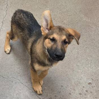 Klaus -  German Shepherd Dog Dog for Adoption in Chattanooga, Tennessee - Klaus | PetCurious