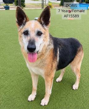Doris -  German Shepherd Dog Dog for Adoption - Doris | PetCurious