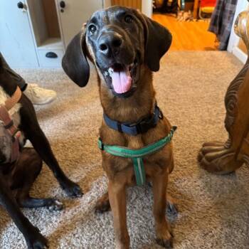 RITA RAZZLEBERRY -  Foxhound and Mixed Breed Dog for Adoption in Lawton, Oklahoma - RITA RAZZLEBERRY | PetCurious