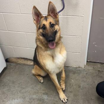 Kesh -  German Shepherd Dog and Mixed Breed Dog for Adoption in Manhattan, Kansas - Kesh | PetCurious