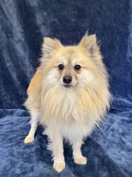 Gizmo -  Pomeranian Dog for Adoption in Buffalo, Minnesota - Gizmo | PetCurious