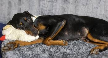 Jonathan Drew -  Doberman Pinscher Dog for Adoption in Pearland, Texas - Jonathan Drew | PetCurious