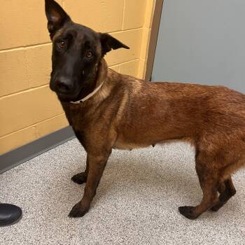 Dory -  Belgian Shepherd Malinois Dog for Adoption in Brentwood, Tennessee - Dory | PetCurious