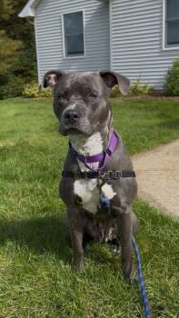 MJ -  American Staffordshire Terrier and Pit Bull Terrier Dog for Adoption in Traverse City, Michigan - MJ | PetCurious