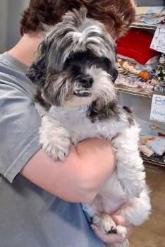 Milly Mia -  Shih Tzu Dog for Adoption in Milton, Georgia - Milly Mia | PetCurious