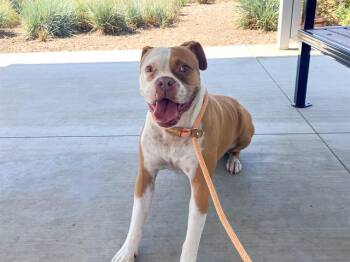 Rescue Boxer and Mixed Breed Dogs for Adoption in Tustin, California - AJ FERGUSON | PetCurious