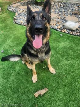 Belle -  German Shepherd Dog Dog for Adoption in Pelzer, South Carolina - Belle | PetCurious