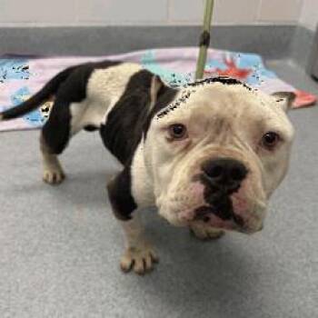 Boar -  Pit Bull Terrier Dog for Adoption in Indianapolis, Indiana - Boar | PetCurious