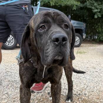 Chief -  Cane Corso and Mastiff Dog for Adoption in Columbia, South Carolina - Chief | PetCurious