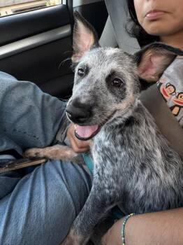 Hocevar -  Australian Cattle Dog Blue Heeler Dog for Adoption in Liverpool, Texas - Hocevar | PetCurious