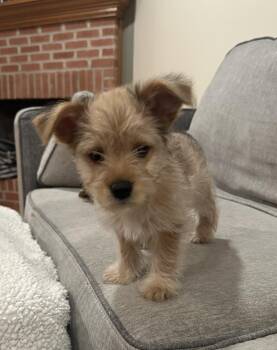 Chihuahua and Miniature Pinscher Dogs Available for Adoption - Ilia | PetCurious