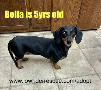 Miniature Dachshund Dogs Available for Adoption in Chickasha, Oklahoma - Bella Doxie | PetCurious