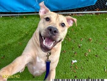 Rescue Mixed Breed Dogs for Adoption in West Palm Beach, Florida - CHUCKLES | PetCurious