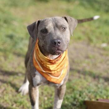 MOCHA -  American Staffordshire Terrier Dog for Adoption in San Antonio, Texas - MOCHA | PetCurious