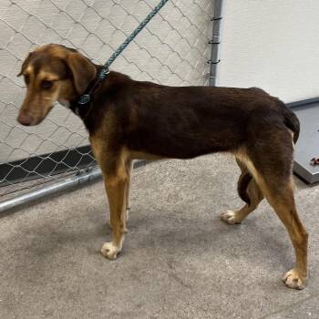 111952 -  Mixed Breed Dog for Adoption in Las Cruces, New Mexico - 111952 | PetCurious