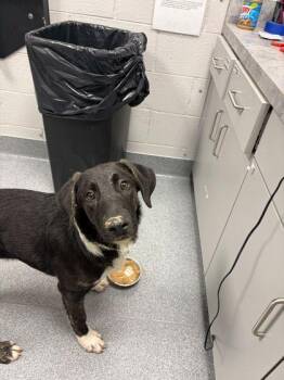 Rescue Black Labrador Retriever Dogs for Adoption in Sevierville, Tennessee - Dopey | PetCurious