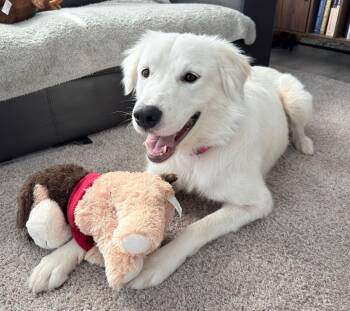 Sheva -  Golden Retriever and Great Pyrenees Dog for Adoption in Minneapolis, Minnesota - Sheva | PetCurious
