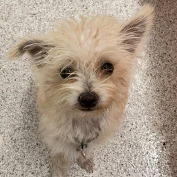 KUMQUAT -  Terrier and Mixed Breed Dog for Adoption in Richmond, California - KUMQUAT | PetCurious